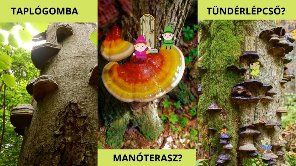 ismerd tapló mentség keres gitáros férfi