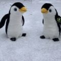 2 plüss pingvin álla. hóban