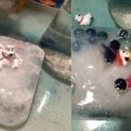 jégtömb tetején 3 műanyag játék jegesmedve ül, mellette jégbe fagyva 4 műanyag pingvin figura