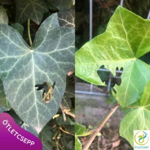 borostyánlevél nyuszis formavágóval lyukasztva