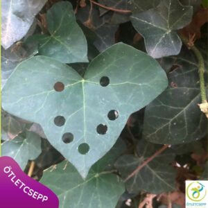 borostyánlevél egylyukú lyukasztóval jelölve mosolygó fej alakban